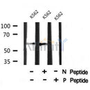 AF8024 staining 293 by IF/ICC. The sample were fixed with PFA and permeabilized in 0.1% Triton X-100,then blocked in 10% serum for 45 minutes at 25¡ãC. The primary antibody was diluted at 1/200 and incubated with the sample for 1 hour at 37¡ãC. An  Alexa Fluor 594 conjugated goat anti-rabbit IgG (H+L) Ab, diluted at 1/600, was used as the secondary antibod