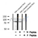 AF8026 staining HeLa cells by IF/ICC. The sample were fixed with PFA and permeabilized in 0.1% Triton X-100,then blocked in 10% serum for 45 minutes at 25¡ãC. The primary antibody was diluted at 1/200 and incubated with the sample for 1 hour at 37¡ãC. An  Alexa Fluor 594 conjugated goat anti-rabbit IgG (H+L) antibody(Cat.