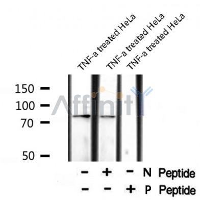 AF8026 staining HeLa cells by IF/ICC. The sample were fixed with PFA and permeabilized in 0.1% Triton X-100,then blocked in 10% serum for 45 minutes at 25¡ãC. The primary antibody was diluted at 1/200 and incubated with the sample for 1 hour at 37¡ãC. An  Alexa Fluor 594 conjugated goat anti-rabbit IgG (H+L) antibody(Cat.