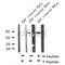 AF8176 at 1/200 staining Human kidney tissue sections by IHC-P. The tissue was formaldehyde fixed and a heat mediated antigen retrieval step in citrate buffer was performed. The tissue was then blocked and incubated with the antibody for 1.5 hours at 22¡ãC. An HRP conjugated goat anti-rabbit antibody was used as the secondary