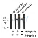 AF8193 staining NIH-3T3 by IF/ICC. The sample were fixed with PFA and permeabilized in 0.1% Triton X-100,then blocked in 10% serum for 45 minutes at 25¡ãC. The primary antibody was diluted at 1/200 and incubated with the sample for 1 hour at 37¡ãC. An  Alexa Fluor 594 conjugated goat anti-rabbit IgG (H+L) Ab, diluted at 1/600, was used as the secondary antibod