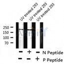 Western blot analysis of extracts from mouse brain and 293, using BRCA1 (Phospho-Ser1497) Antibody.