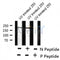 Western blot analysis of extracts from mouse brain and 293, using BRCA1 (Phospho-Ser1497) Antibody.