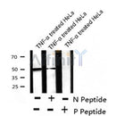 AF8205 at 1/200 staining Rat kidney tissue sections by IHC-P. The tissue was formaldehyde fixed and a heat mediated antigen retrieval step in citrate buffer was performed. The tissue was then blocked and incubated with the antibody for 1.5 hours at 22¡ãC. An HRP conjugated goat anti-rabbit antibody was used as the secondary