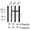 AF8211 at 1/200 staining Rat ganstric tissue sections by IHC-P. The tissue was formaldehyde fixed and a heat mediated antigen retrieval step in citrate buffer was performed. The tissue was then blocked and incubated with the antibody for 1.5 hours at 22¡ãC. An HRP conjugated goat anti-rabbit antibody was used as the secondary