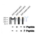 AF8263 at 1/200 staining Rat kidney tissue sections by IHC-P. The tissue was formaldehyde fixed and a heat mediated antigen retrieval step in citrate buffer was performed. The tissue was then blocked and incubated with the antibody for 1.5 hours at 22¡ãC. An HRP conjugated goat anti-rabbit antibody was used as the secondary