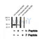 Western blot analysis of HtrA2 (Phospho-Ser212) using UV treated A2780 whole cell lysates