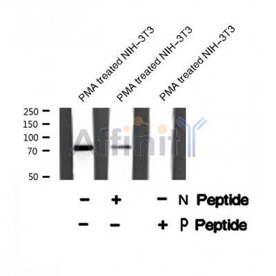 AF8279 staining NIH-3T3 by IF/ICC. The sample were fixed with PFA and permeabilized in 0.1% Triton X-100,then blocked in 10% serum for 45 minutes at 25¡ãC. The primary antibody was diluted at 1/200 and incubated with the sample for 1 hour at 37¡ãC. An  Alexa Fluor 594 conjugated goat anti-rabbit IgG (H+L) Ab, diluted at 1/600, was used as the secondary antibod