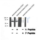 Western blot analysis of MAP2 (Phospho-Thr1616) using etoposide treated COS7 whole cell lysates