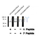 AF8315 staining NIH-3T3 by IF/ICC. The sample were fixed with PFA and permeabilized in 0.1% Triton X-100,then blocked in 10% serum for 45 minutes at 25¡ãC. The primary antibody was diluted at 1/200 and incubated with the sample for 1 hour at 37¡ãC. An  Alexa Fluor 594 conjugated goat anti-rabbit IgG (H+L) Ab, diluted at 1/600, was used as the secondary antibod