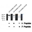 AF8337 staining Hela by IF/ICC. The sample were fixed with PFA and permeabilized in 0.1% Triton X-100,then blocked in 10% serum for 45 minutes at 25¡ãC. The primary antibody was diluted at 1/200 and incubated with the sample for 1 hour at 37¡ãC. An  Alexa Fluor 594 conjugated goat anti-rabbit IgG (H+L) Ab, diluted at 1/600, was used as the secondary antibod