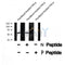 Western blot analysis of ABI1 (Phospho-Tyr212) using Paclitaxel treated HeLa whole cell lysates