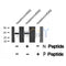 Western blot analysis of extracts from HepG2, using CDK5 (Phospho-Ser159) Antibody.