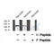 Western blot analysis of EPHB6 (Phospho-Tyr636) using ATP1 Rat brain tissue lysates