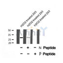 Western blot analysis of extracts from HepG2, using LAT (Phospho-Tyr255) Antibody.