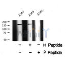 AF8444 staining NIH-3T3 by IF/ICC. The sample were fixed with PFA and permeabilized in 0.1% Triton X-100,then blocked in 10% serum for 45 minutes at 25¡ãC. The primary antibody was diluted at 1/200 and incubated with the sample for 1 hour at 37¡ãC. An  Alexa Fluor 594 conjugated goat anti-rabbit IgG (H+L) Ab, diluted at 1/600, was used as the secondary antibod