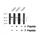 Western blot analysis Smad1/9 (Phospho-Ser463/Ser465) using HepG2 whole cell lysates