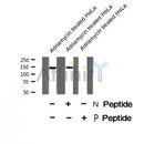 Western blot analysis of Raptor (Phospho-Ser863) using Adriamycin treated HeLa whole cell lysates