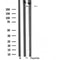 Western blot analysis of MAP1A using COLO205 whole cell lysates