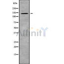 Western blot analysis of MYO1B using COLO205 whole cell lysates