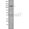 Western blot analysis of MYO1B using COLO205 whole cell lysates