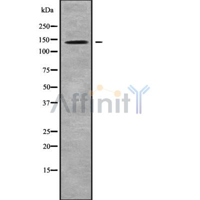 Western blot analysis of MYO1B using COLO205 whole cell lysates