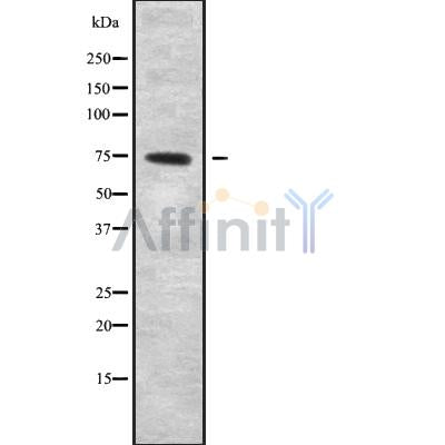 Western blot analysis of extracts from mouse brain, using NOL4 Antibody.