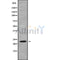 Western blot analysis of extracts from 293, using RAB13 Antibody.