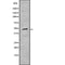 AF9033 staining COS7 by IF/ICC. The sample were fixed with PFA and permeabilized in 0.1% Triton X-100,then blocked in 10% serum for 45 minutes at 25¡ãC. The primary antibody was diluted at 1/200 and incubated with the sample for 1 hour at 37¡ãC. An  Alexa Fluor 594 conjugated goat anti-rabbit IgG (H+L) Ab, diluted at 1/600, was used as the secondary antibod