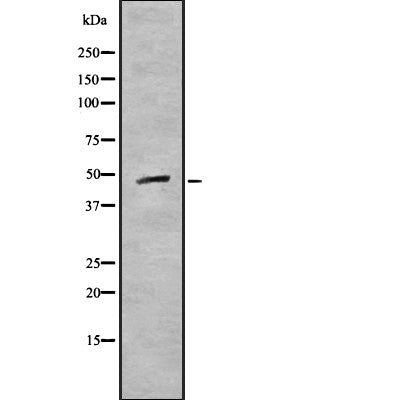 AF9033 staining COS7 by IF/ICC. The sample were fixed with PFA and permeabilized in 0.1% Triton X-100,then blocked in 10% serum for 45 minutes at 25¡ãC. The primary antibody was diluted at 1/200 and incubated with the sample for 1 hour at 37¡ãC. An  Alexa Fluor 594 conjugated goat anti-rabbit IgG (H+L) Ab, diluted at 1/600, was used as the secondary antibod