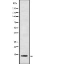 Western blot analysis of extracts from mouse muscle, using COX7a2/3 Antibody.