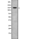 Western blot analysis of CRSP130 using A549 whole cell lysates