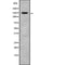 Western blot analysis of CRSP130 using A549 whole cell lysates