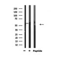 AF3176 staining Hela by IF/ICC. The sample were fixed with PFA and permeabilized in 0.1% Triton X-100,then blocked in 10% serum for 45 minutes at 25¡ãC. The primary antibody was diluted at 1/200 and incubated with the sample for 1 hour at 37¡ãC. An  Alexa Fluor 594 conjugated goat anti-rabbit IgG (H+L) Ab, diluted at 1/600, was used as the secondary antibod