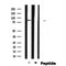 Western blot analysis of Phospho-EZH2?S475 expression in Rat muscle lysate 