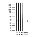 AF7128 at 1/100 staining mouse heart tissue sections by IHC-P. The tissue was formaldehyde fixed and a heat mediated antigen retrieval step in citrate buffer was performed. The tissue was then blocked and incubated with the antibody for 1.5 hours at 22¡ãC. An HRP conjugated goat anti-rabbit antibody was used as the secondary