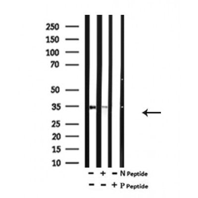 AF7128 at 1/100 staining mouse heart tissue sections by IHC-P. The tissue was formaldehyde fixed and a heat mediated antigen retrieval step in citrate buffer was performed. The tissue was then blocked and incubated with the antibody for 1.5 hours at 22¡ãC. An HRP conjugated goat anti-rabbit antibody was used as the secondary