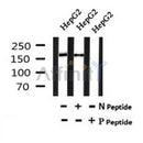 Western blot analysis of Phospho-NFAT5/TonEBP (Ser134) in lysates of HepG2, using Phospho-NFAT5/TonEBP (Ser134) Antibody(AF7163).