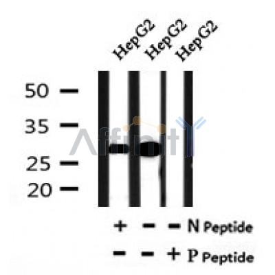 AF7167 at 1/100 staining mouse liver tissue sections by IHC-P. The tissue was formaldehyde fixed and a heat mediated antigen retrieval step in citrate buffer was performed. The tissue was then blocked and incubated with the antibody for 1.5 hours at 22¡ãC. An HRP conjugated goat anti-rabbit antibody was used as the secondary