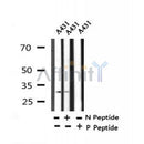 AF7328 at 1/100 staining mouse spleen tissue sections by IHC-P. The tissue was formaldehyde fixed and a heat mediated antigen retrieval step in citrate buffer was performed. The tissue was then blocked and incubated with the antibody for 1.5 hours at 22¡ãC. An HRP conjugated goat anti-rabbit antibody was used as the secondary