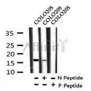 AF7336 at 1/100 staining human liver tissue sections by IHC-P. The tissue was formaldehyde fixed and a heat mediated antigen retrieval step in citrate buffer was performed. The tissue was then blocked and incubated with the antibody for 1.5 hours at 22¡ãC. An HRP conjugated goat anti-rabbit antibody was used as the secondary