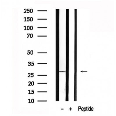 Western blot analysis of LAT in lysates of NIH-3T3, using LAT Antibody(AF7625).