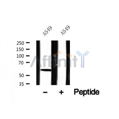 Western blot analysis of HBP1 in lysates of A549 , using HBP1 Antibody(AF7632).