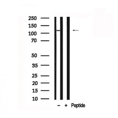 Western blot analysis of extracts of Rat brain tissue sample,using ATP1 alpha1/Na+K+ ATPase1 Antibody(AF7701).