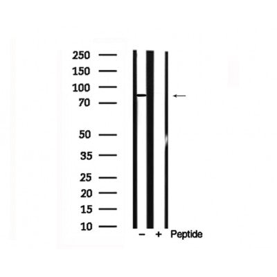 Western blot analysis of HSP90B in lysates of HeLa  , using HSP90B Antibody(AF7710).