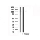 Western blot analysis of extracts of Mouse brain tissue sample,using CDH1 Antibody(AF7718).