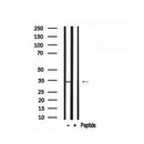 Western blot analysis of Coagulation Factor III in lysates of RAW264.7  , using Coagulation Factor III Antibody(AF7723).