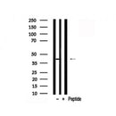 Western blot analysis of CrkL in lysates of COS7, using CrkL Antibody(AF7805).