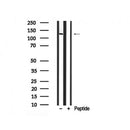 Western blot analysis of ATP-Citrate Lyase in lysates of COS7  , using ATP-Citrate Lyase Antibody(AF7823).