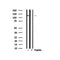 Western blot analysis of ATP-Citrate Lyase in lysates of COS7  , using ATP-Citrate Lyase Antibody(AF7823).